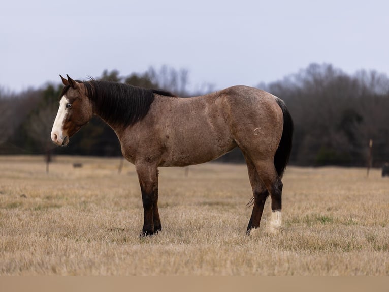 American Quarter Horse Klacz 5 lat 147 cm Gniadodereszowata in Canton