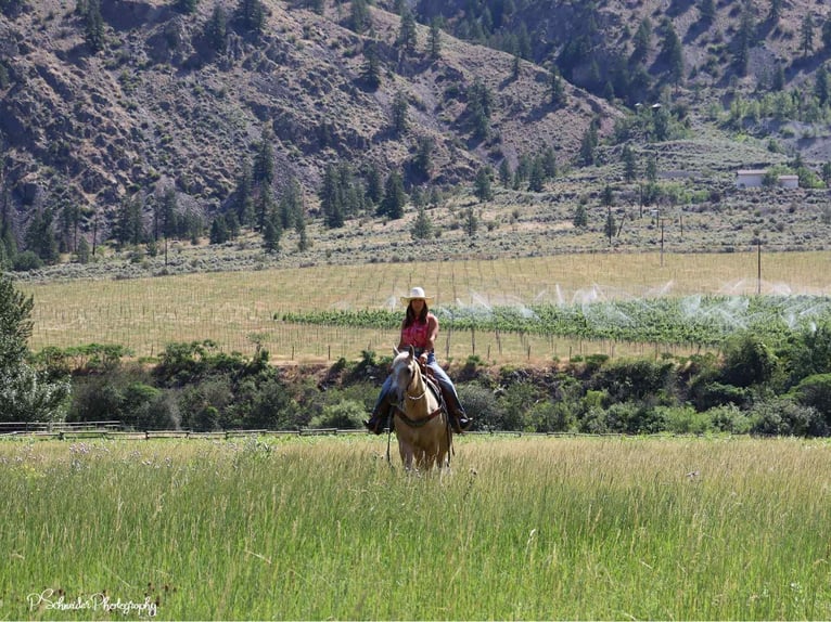 American Quarter Horse Klacz 5 lat 147 cm Izabelowata in Wendell