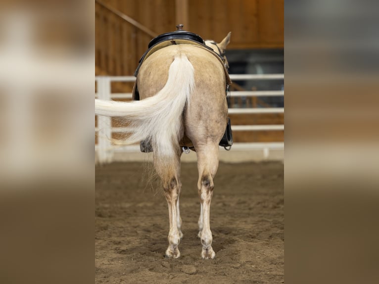 American Quarter Horse Klacz 5 lat 147 cm Izabelowata in River Falls, WI