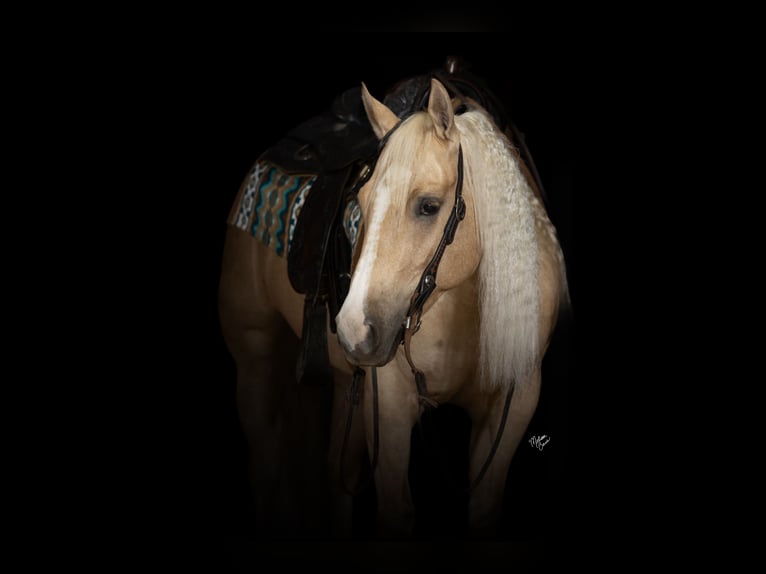 American Quarter Horse Klacz 5 lat 147 cm Izabelowata in River Falls, WI
