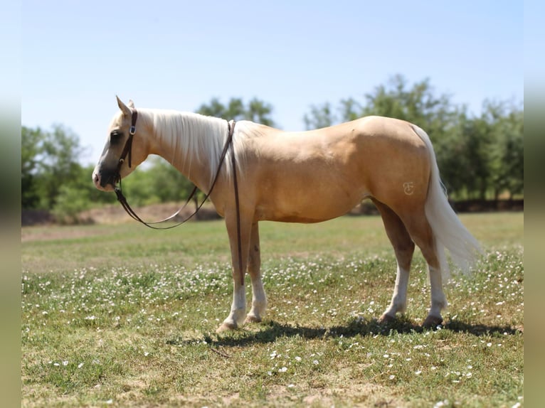 American Quarter Horse Klacz 5 lat 147 cm Izabelowata in El Paso TX