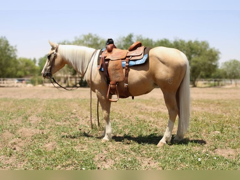 American Quarter Horse Klacz 5 lat 147 cm Izabelowata in El Paso TX