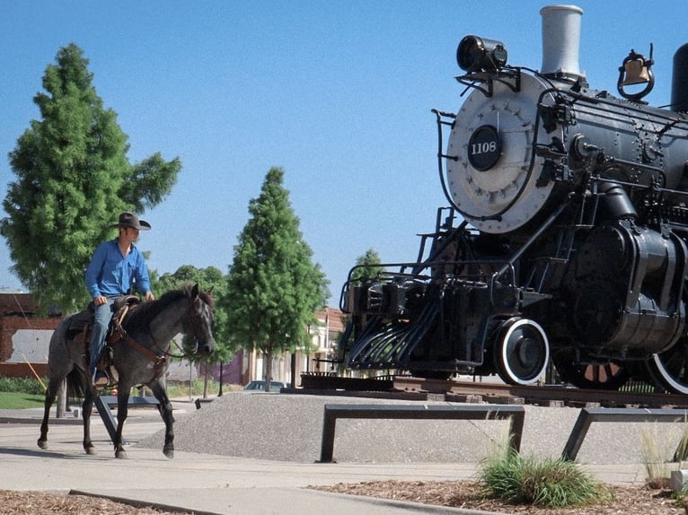 American Quarter Horse Klacz 5 lat 147 cm Karodereszowata in Marietta