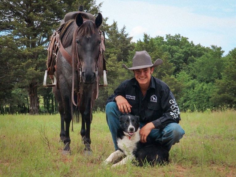 American Quarter Horse Klacz 5 lat 147 cm Karodereszowata in Marietta