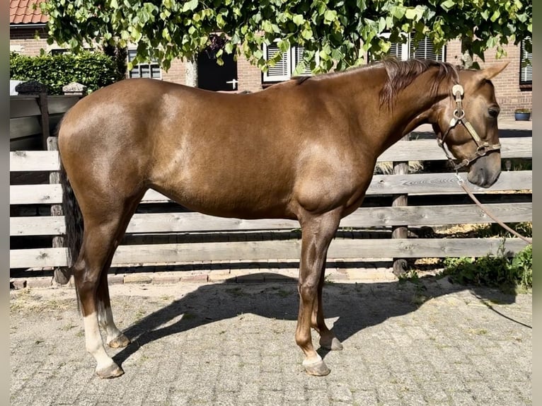 American Quarter Horse Klacz 5 lat 148 cm Ciemnokasztanowata in Barneveld