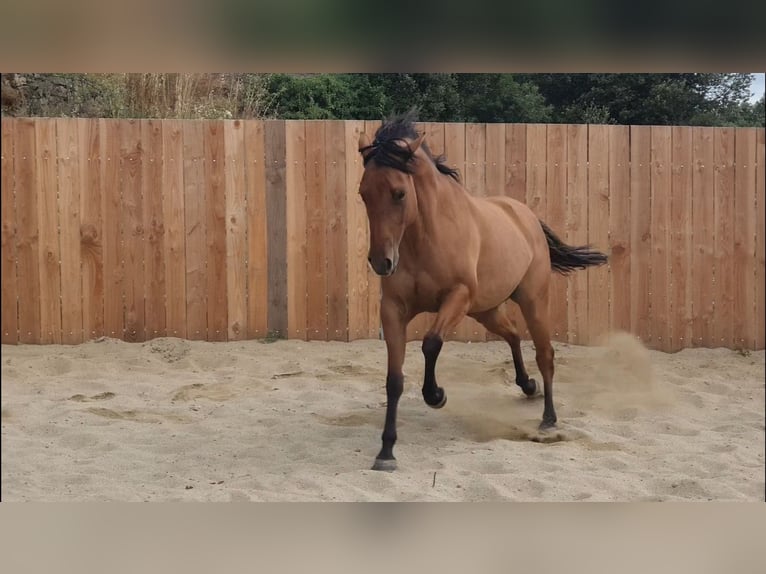 American Quarter Horse Klacz 5 lat 148 cm Gniada in Vierherrenborn