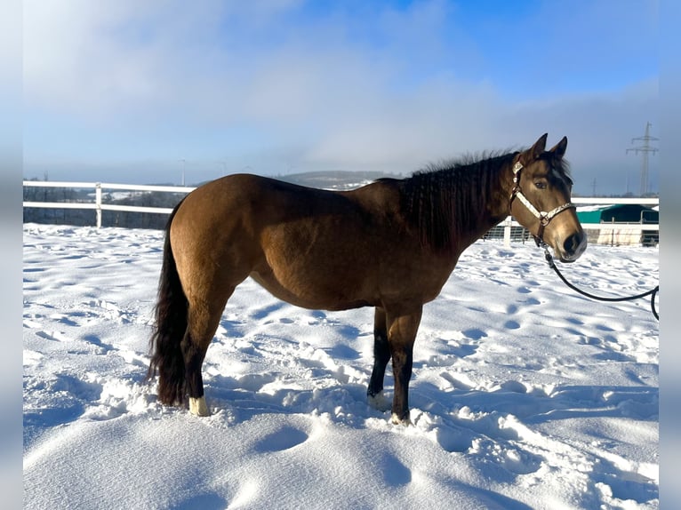 American Quarter Horse Klacz 5 lat 148 cm Jelenia in Ulrichstein