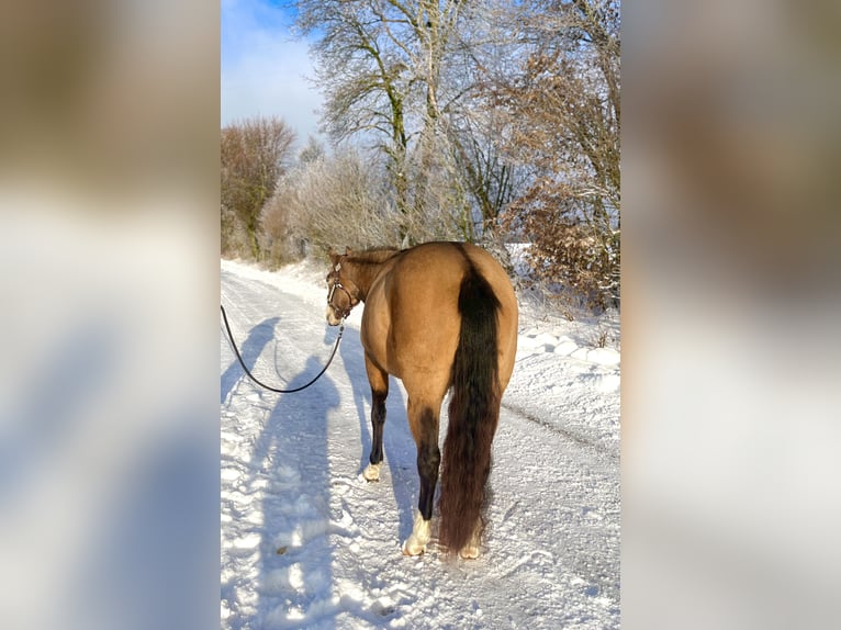 American Quarter Horse Klacz 5 lat 148 cm Jelenia in Ulrichstein
