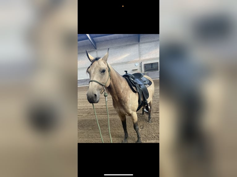 American Quarter Horse Klacz 5 lat 148 cm Jelenia in Kevelaer