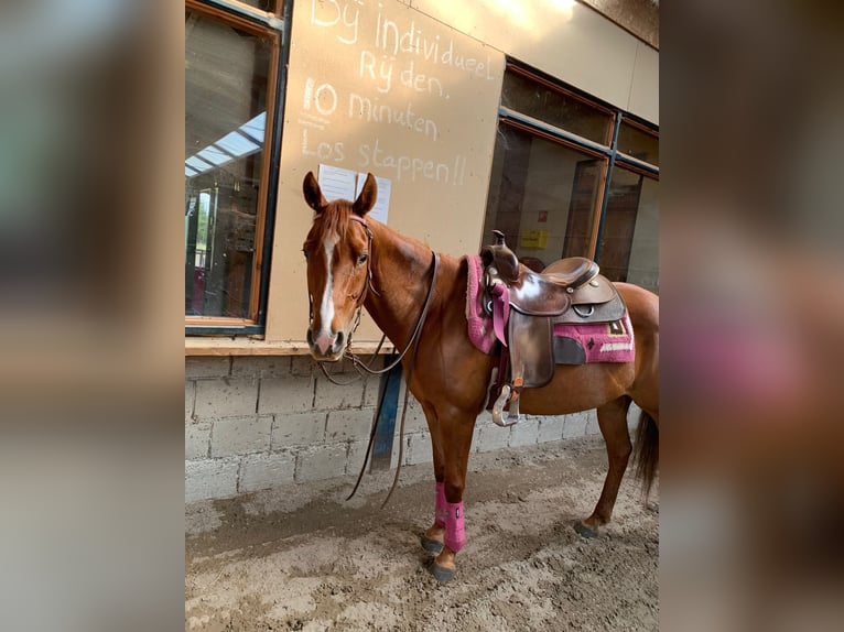 American Quarter Horse Klacz 5 lat 148 cm Kasztanowata in Weert