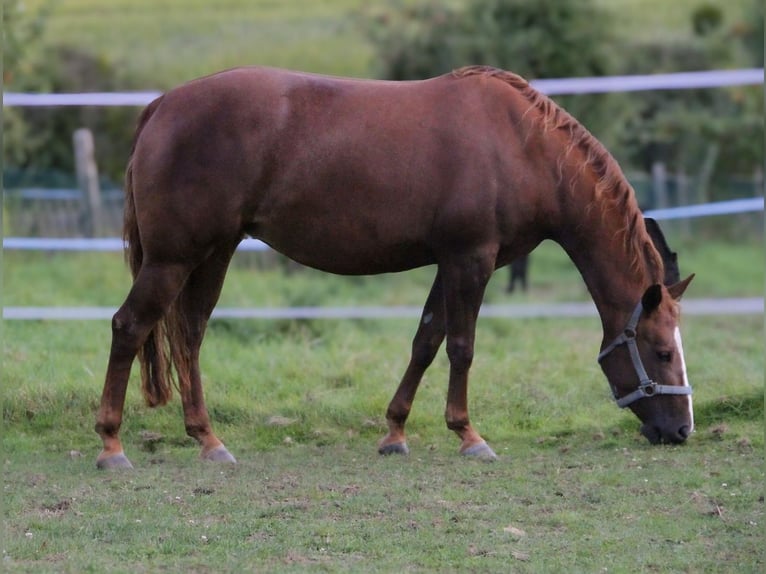 American Quarter Horse Klacz 5 lat 148 cm in Alfeld (Leine)