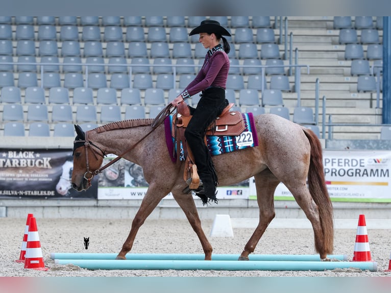 American Quarter Horse Klacz 5 lat 149 cm Kasztanowatodereszowata in Waldbröl