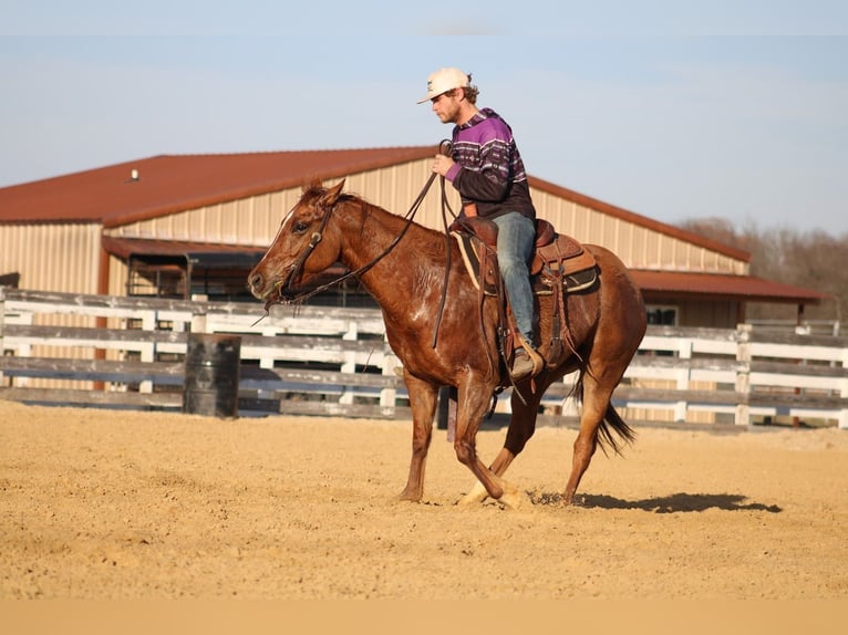 American Quarter Horse Klacz 5 lat 150 cm Bułana in Greenville