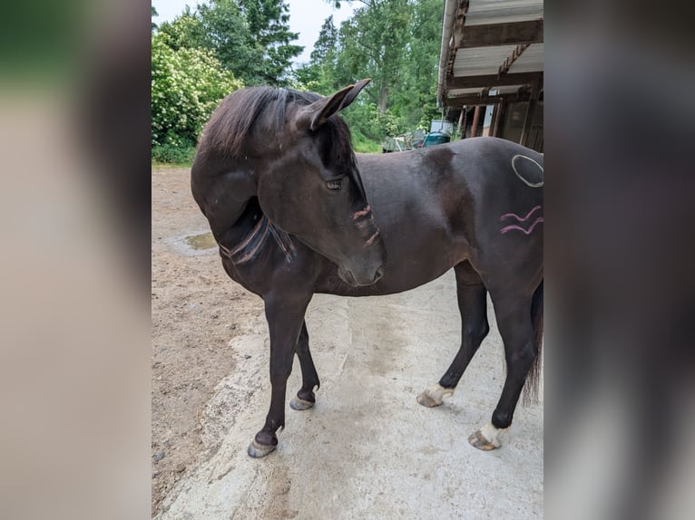 American Quarter Horse Klacz 5 lat 150 cm Ciemnogniada in Hückelhoven