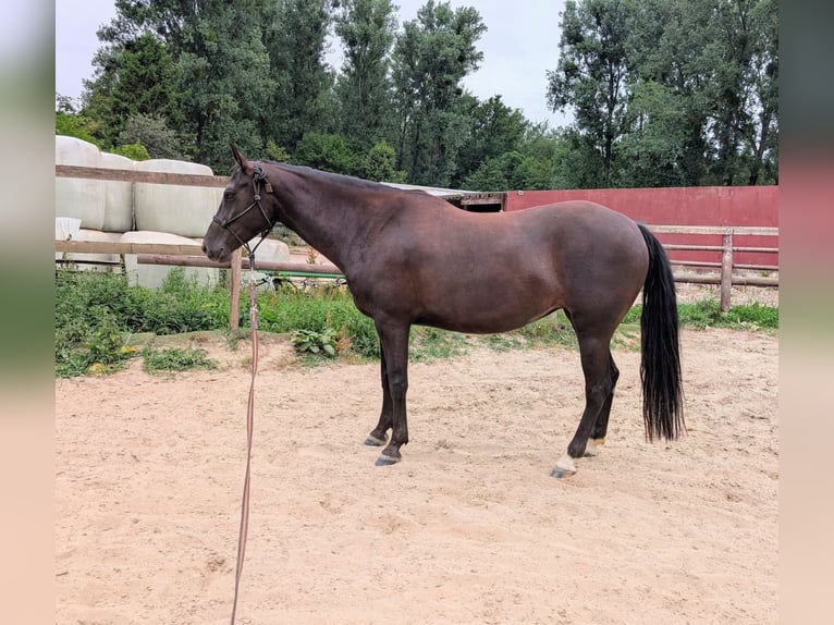 American Quarter Horse Klacz 5 lat 150 cm Ciemnogniada in Hückelhoven