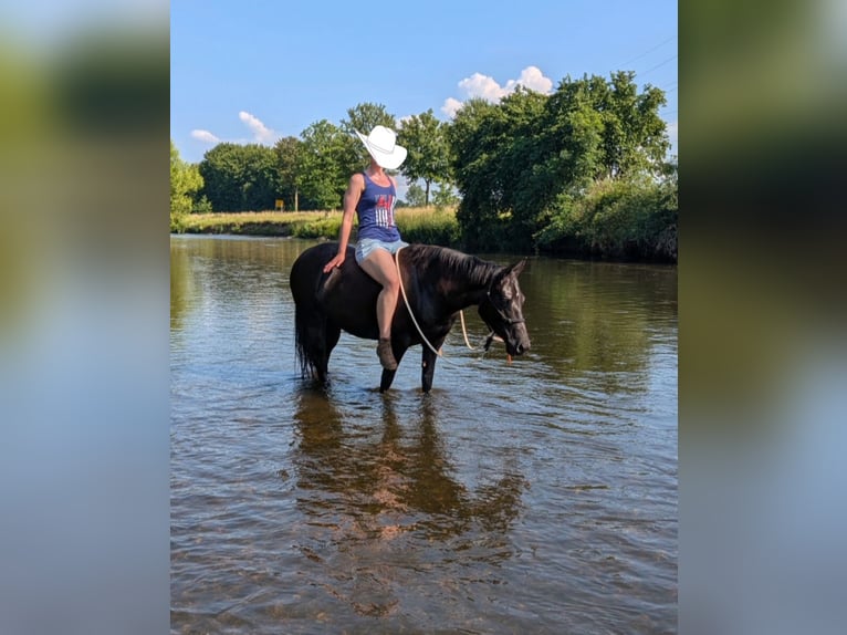 American Quarter Horse Klacz 5 lat 150 cm Ciemnogniada in Hückelhoven
