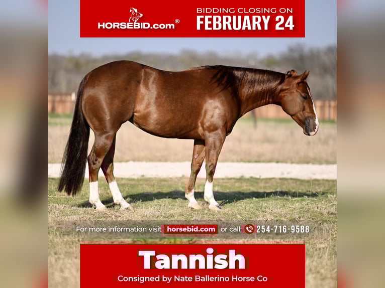 American Quarter Horse Klacz 5 lat 150 cm Cisawa in Waco, TX