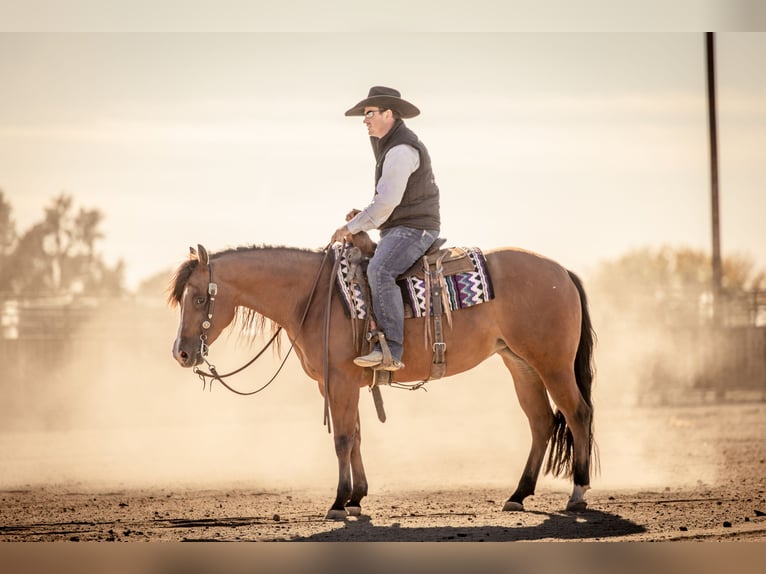 American Quarter Horse Klacz 5 lat 150 cm Gniada in Canistota, SD