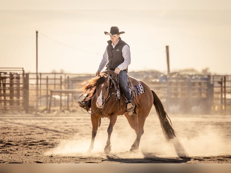 American Quarter Horse Klacz 5 lat 150 cm Gniada in Canistota, SD