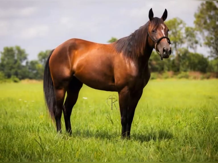 American Quarter Horse Klacz 5 lat 150 cm Gniada in Dadeville