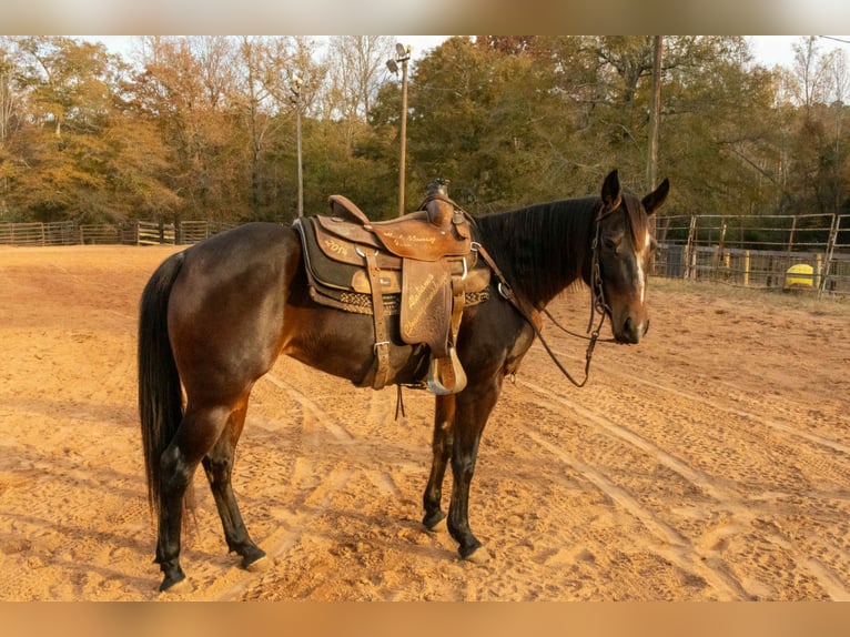American Quarter Horse Klacz 5 lat 150 cm Gniada in Dadeville