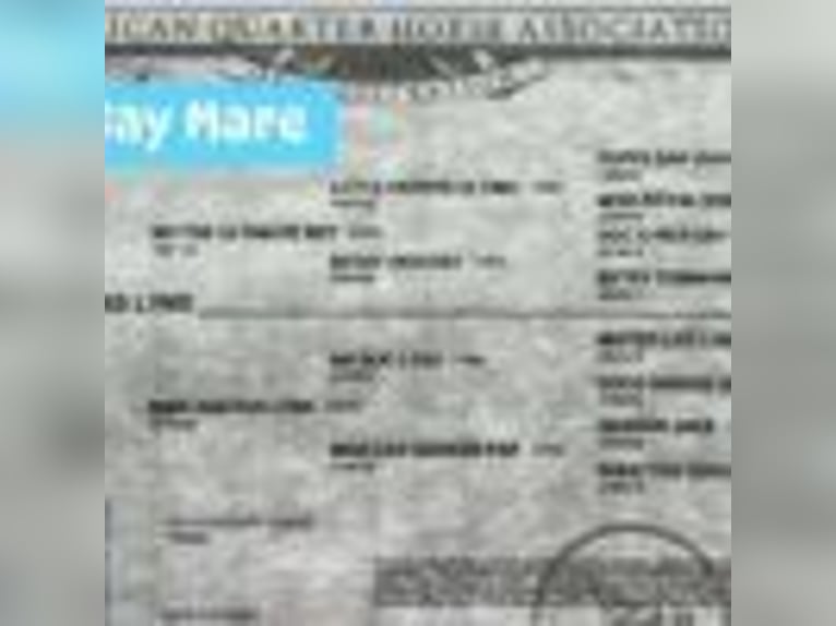 American Quarter Horse Klacz 5 lat 150 cm Gniada in Terrell Tx