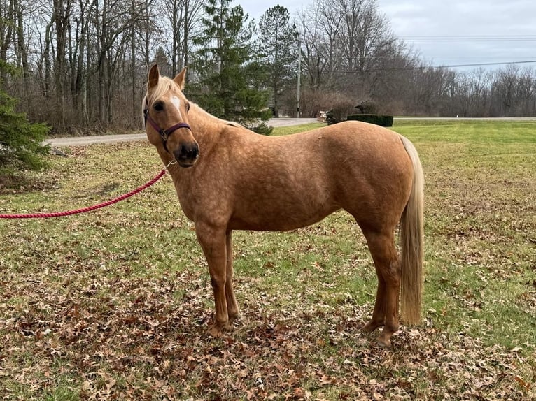 American Quarter Horse Klacz 5 lat 150 cm Izabelowata in Marysville