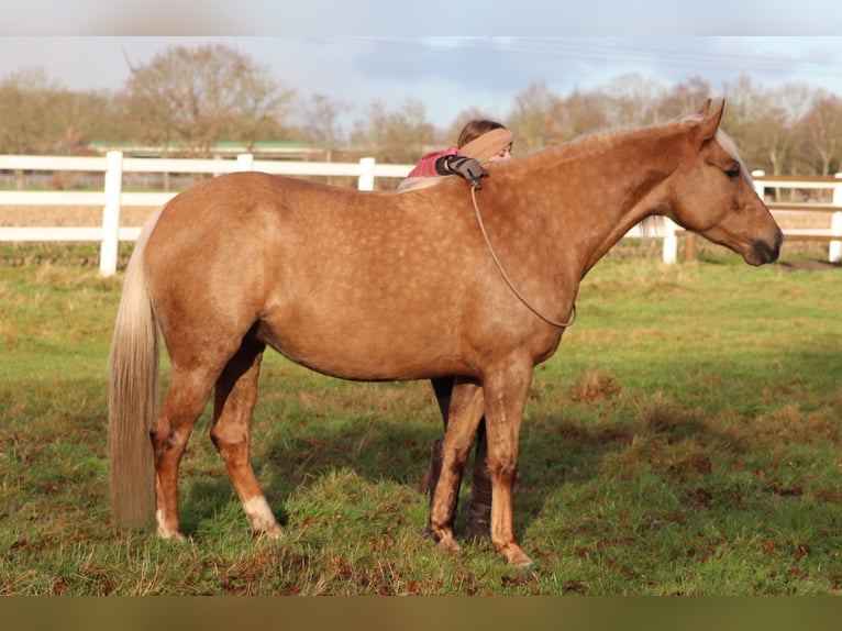 American Quarter Horse Mix Klacz 5 lat 150 cm Izabelowata in Oberhausen