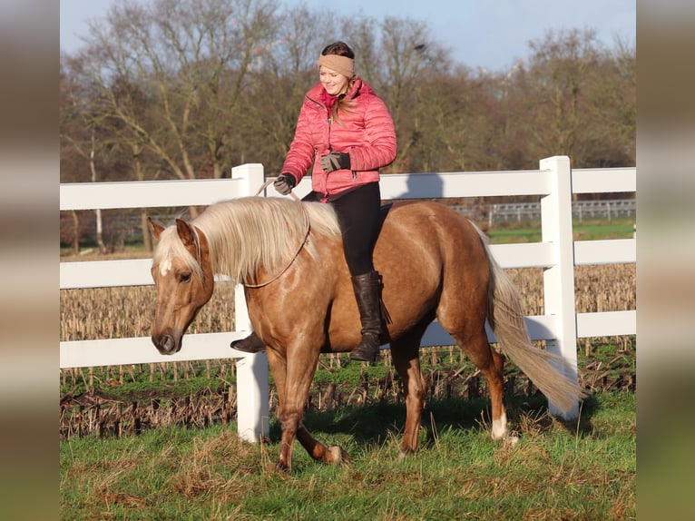 American Quarter Horse Mix Klacz 5 lat 150 cm Izabelowata in Oberhausen