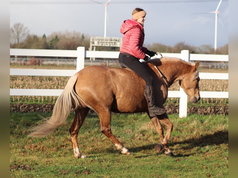 American Quarter Horse Mix Klacz 5 lat 150 cm Izabelowata in Oberhausen