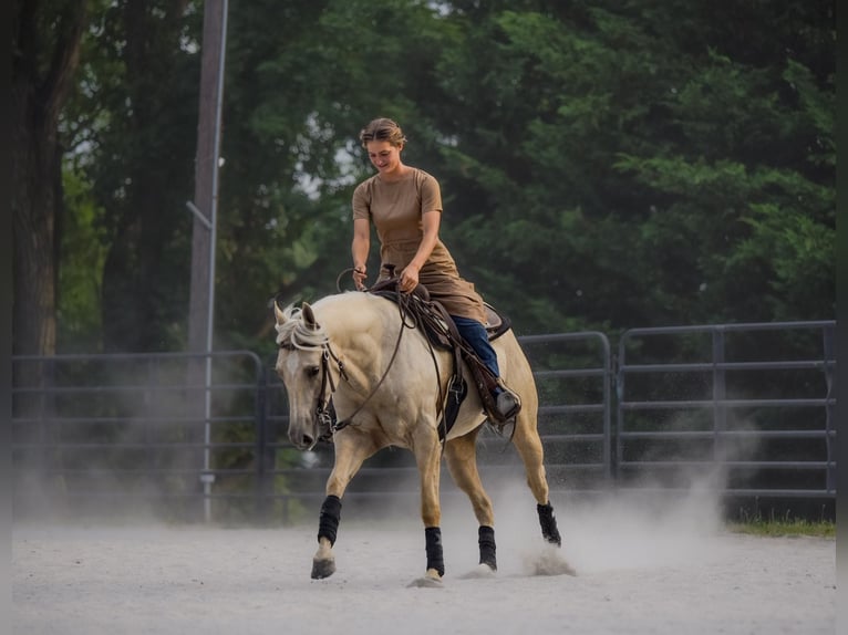 American Quarter Horse Klacz 5 lat 150 cm Izabelowata in New Holland