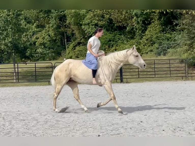 American Quarter Horse Klacz 5 lat 150 cm Izabelowata in New Holland