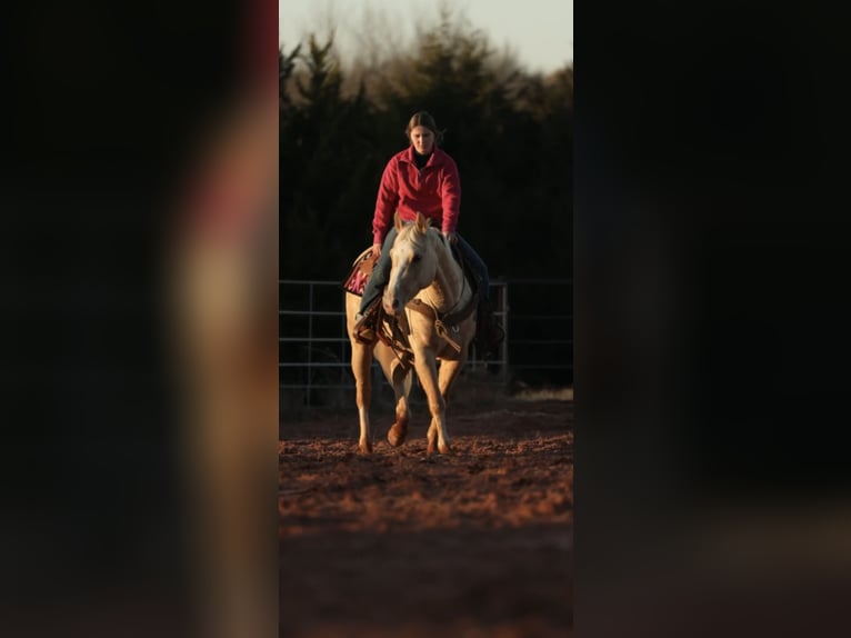 American Quarter Horse Klacz 5 lat 150 cm Izabelowata in Elgin