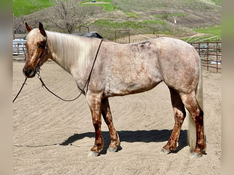 American Quarter Horse Klacz 5 lat 150 cm Izabelowata in Bitterwater CA