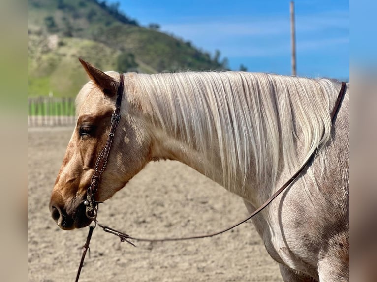 American Quarter Horse Klacz 5 lat 150 cm Izabelowata in Bitterwater CA