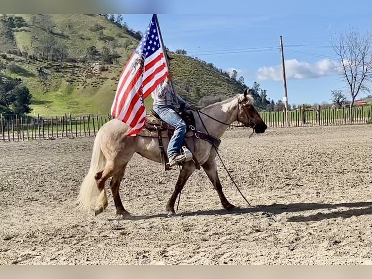 American Quarter Horse Klacz 5 lat 150 cm Izabelowata in Bitterwater CA