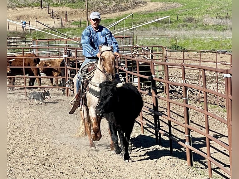 American Quarter Horse Klacz 5 lat 150 cm Izabelowata in Bitterwater CA