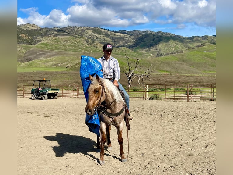 American Quarter Horse Klacz 5 lat 150 cm Izabelowata in Bitterwater CA