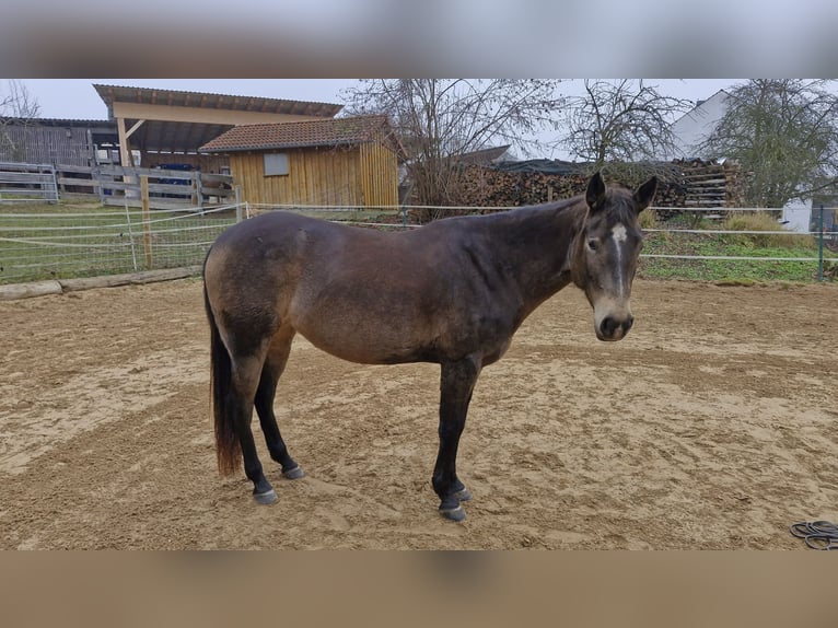American Quarter Horse Klacz 5 lat 150 cm Jelenia in Hitzhofen