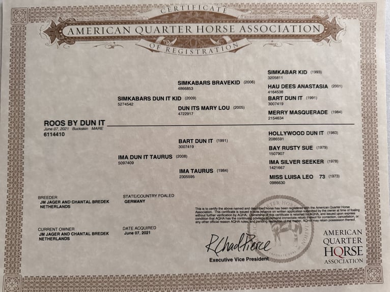 American Quarter Horse Klacz 5 lat 150 cm Jelenia in Großvolderberg