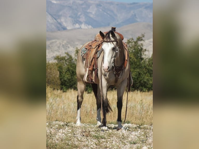 American Quarter Horse Klacz 5 lat 150 cm Jelenia in Cody, WY