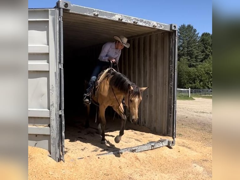 American Quarter Horse Klacz 5 lat 150 cm Jelenia in Rochester, MA