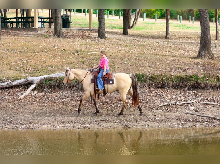 American Quarter Horse Klacz 5 lat 150 cm Jelenia in Forney