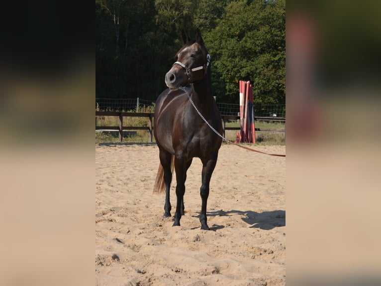 American Quarter Horse Klacz 5 lat 150 cm Siwa jabłkowita in Wusterhausen (Dosse)