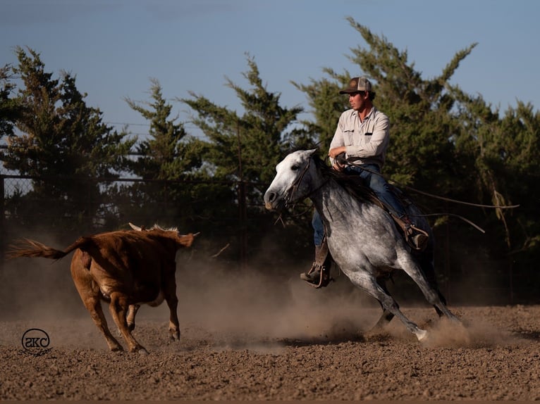 American Quarter Horse Klacz 5 lat 150 cm Siwa in Canyon, TX