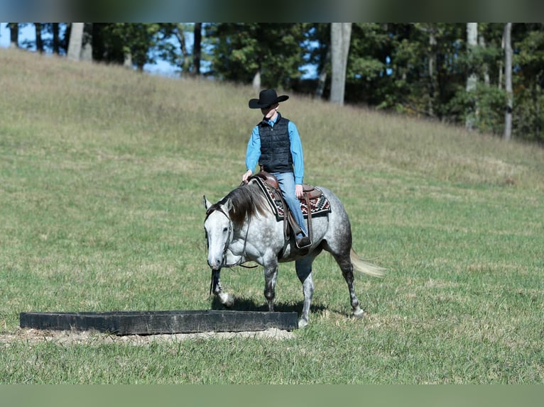 American Quarter Horse Klacz 5 lat 150 cm Siwa in Mount Vernon