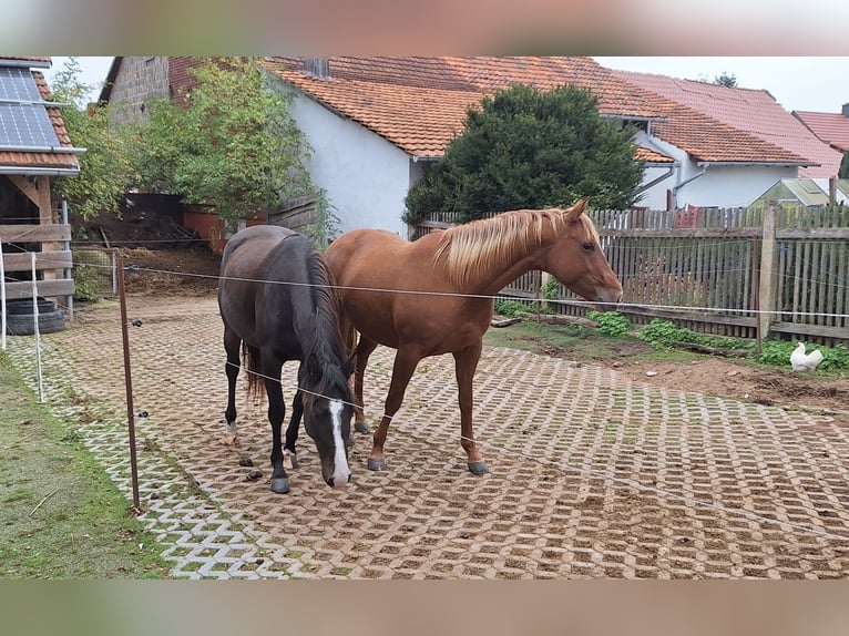 American Quarter Horse Mix Klacz 5 lat 151 cm Kasztanowata in Eisenach