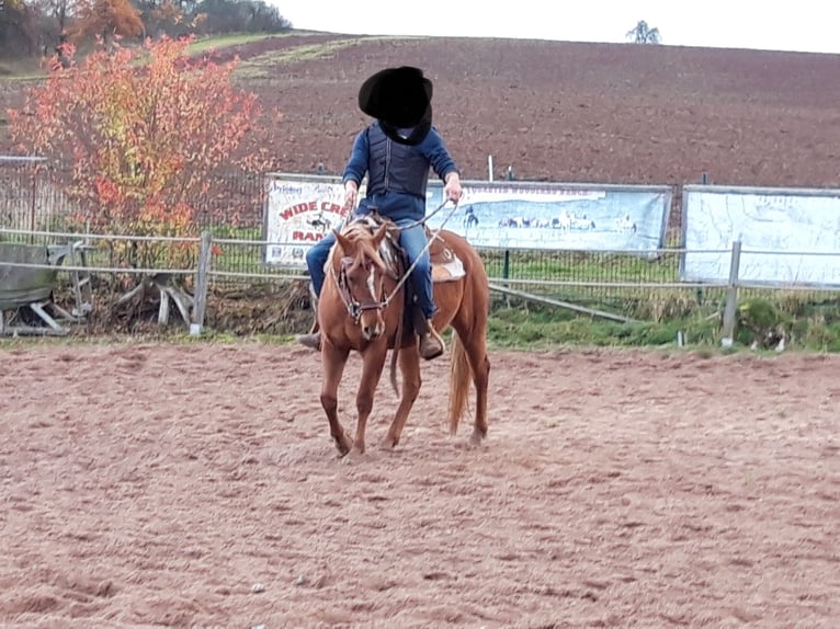 American Quarter Horse Mix Klacz 5 lat 151 cm Kasztanowata in Eisenach