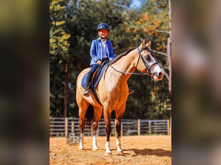 American Quarter Horse Klacz 5 lat 152 cm Bułana in Lyles, TN