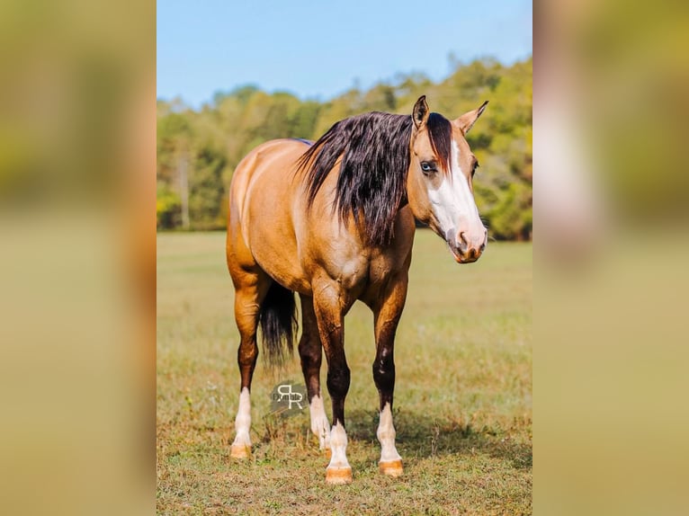 American Quarter Horse Klacz 5 lat 152 cm Bułana in Lyles, TN
